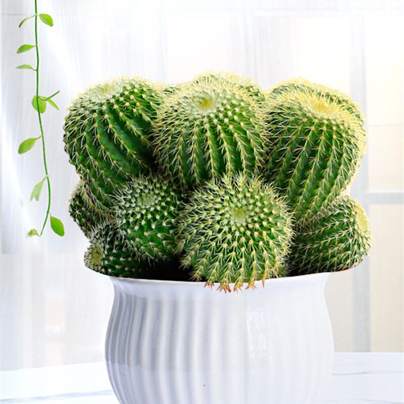 仙人球仙人掌室内绿植盆栽多x头金冠好养净化空气四季开花多肉植