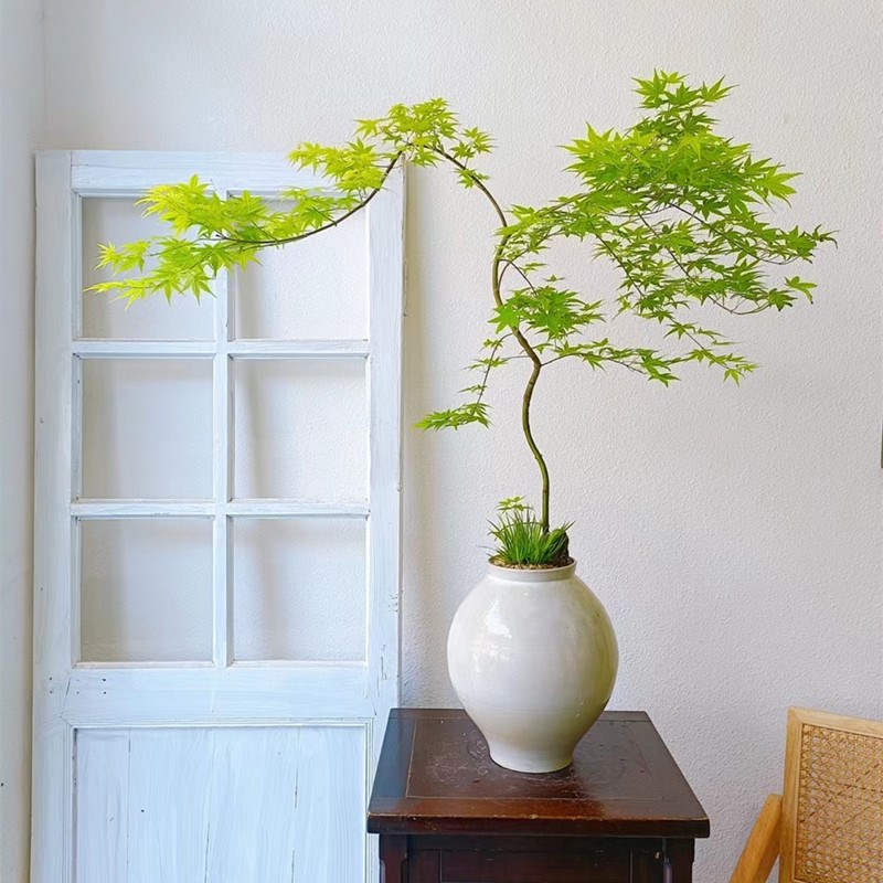 流泉枫盆栽自然美室内绿植日本造型枫树好养网红客厅书房禅意植物