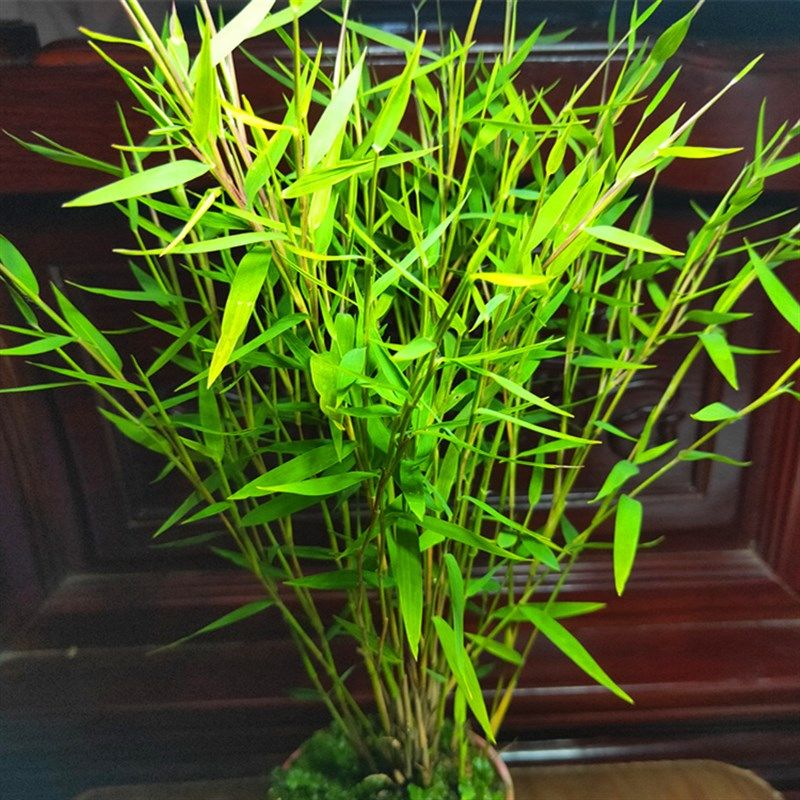 姬翠竹虎斑竹观赏竹小玉山竹微型盆景菖蒲草苗花卉盆栽室内小绿植