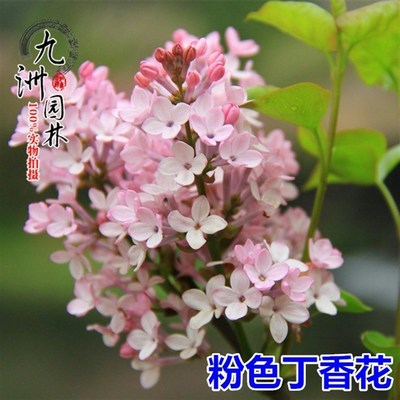 丁香花树苗盆栽地栽南北方种植紫丁香树苗浓香庭院绿化树苗风景树
