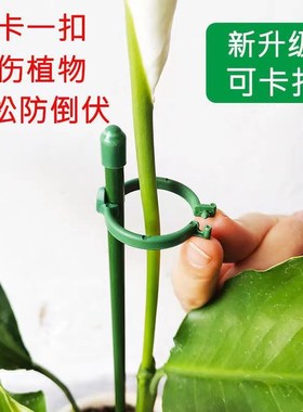 植物支撑杆兰花护叶枝龟背竹海芋专用园艺扶持架花卉防倒伏固定器