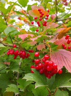 荚蒾温特沃斯观花观叶植物红色挂果