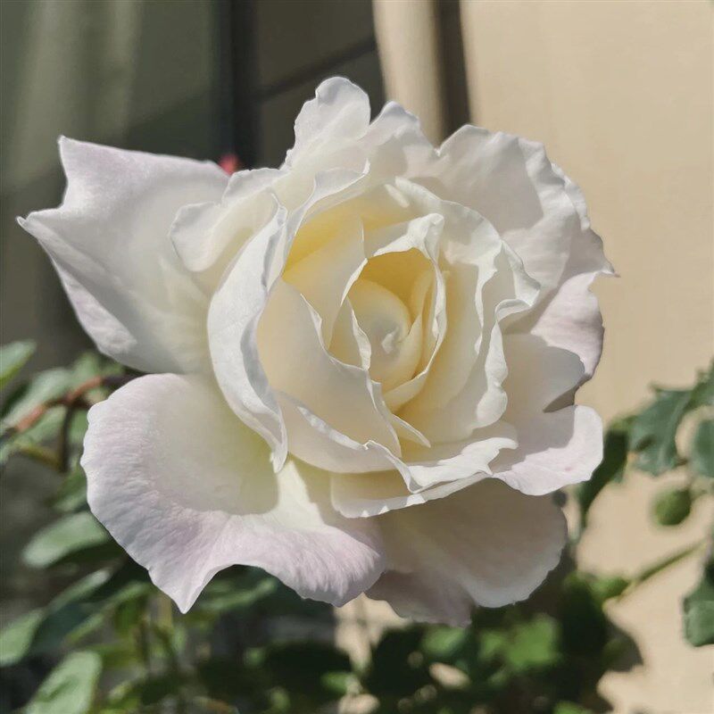 乐柏月季花苗 花朵非常仙 香味浓郁花期长河本风系列阳台庭院盆栽