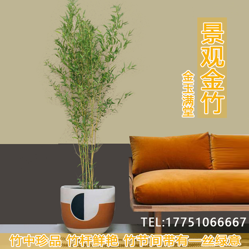 不修剪景观竹矮化金玉竹青毛竹四季观赏竹紫竹室内盆栽竹子苗庭院