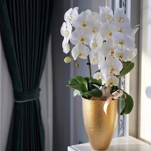 新年金属福桶抱抱桶铁艺金色兰花盆新款年宵花插花瓶圆形花盆花器