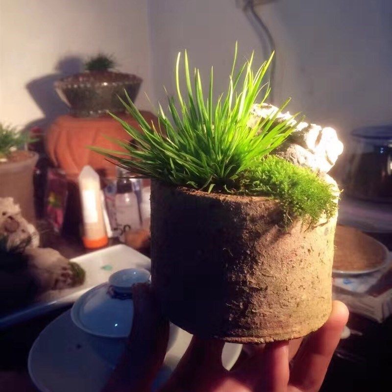 粗陶透气宋代小匣钵托盘多肉花盆菖蒲比较完整 缺口小 不带底托,鲜花速递/花卉仿真/绿植园艺,花盆,淘宝优惠券,粉丝福利购,淘宝优惠卷