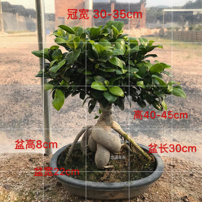 极速S bending lobular big banyan bonsai ginseng plants heat