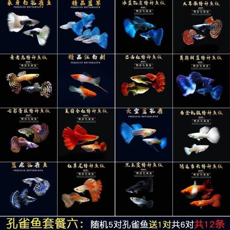 速发不打氧耐活冷水鱼小鱼活水草观赏鱼淡水鱼好养活耐养宠物鱼懒