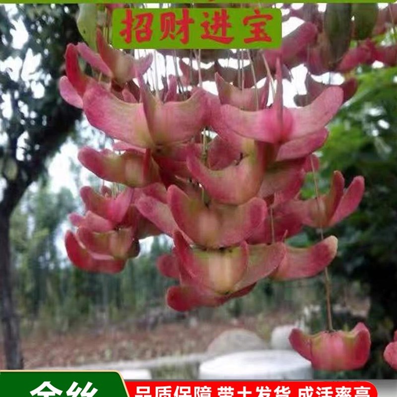金丝吊蝴蝶树苗摇钱树树苗金线吊蝴蝶室外绿植耐寒耐热盆栽好养