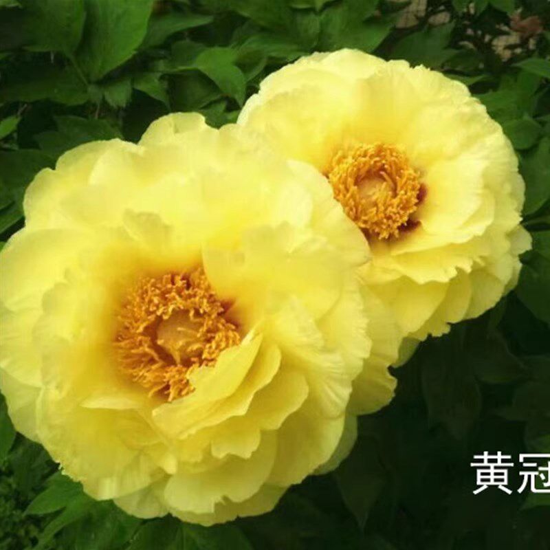 群和【黄冠】洛阳牡丹花苗大苗盆栽带盆(黄色)重瓣庭院花卉