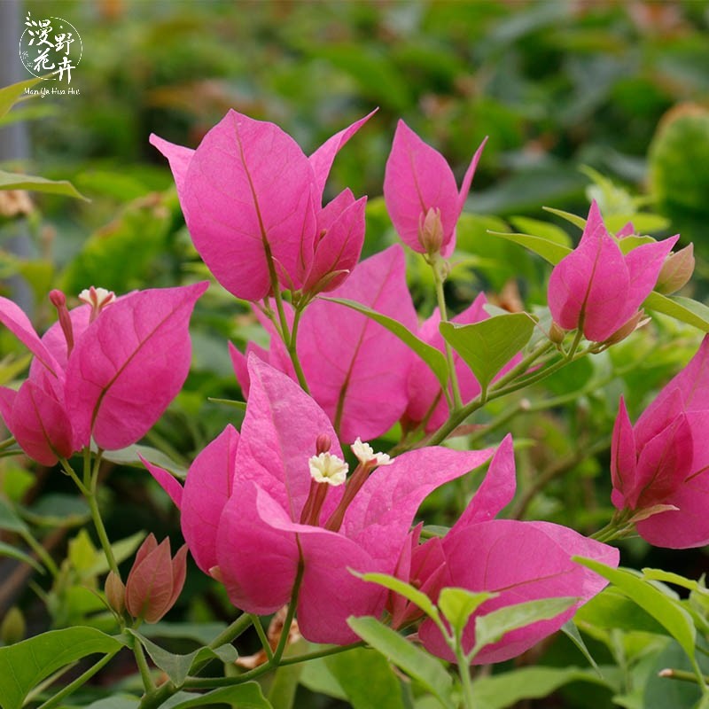 漫野花卉|三角梅胭脂红扦插苗带花发货阳台开花植物盆栽绿植喜阳