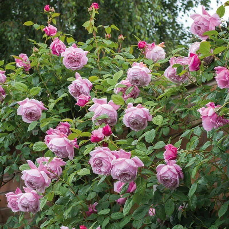 自由精神欧月奥斯汀藤本月季浓香阳台庭院花卉盆栽苗