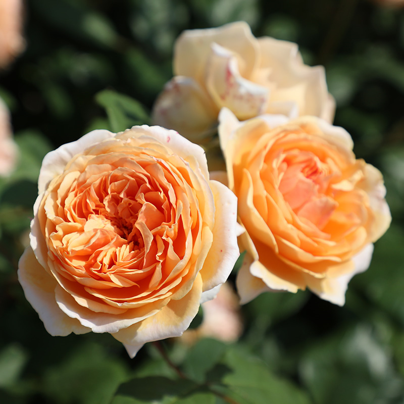 玛格丽特王妃藤本月季花大苗浓香四季蔷薇阳台庭院爬藤花卉植物