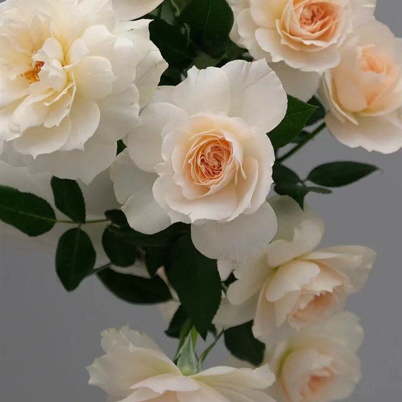 歌剧皇后月季花苗大花浓香开花杏黄欧月玫瑰四季盆栽庭院阳台花卉