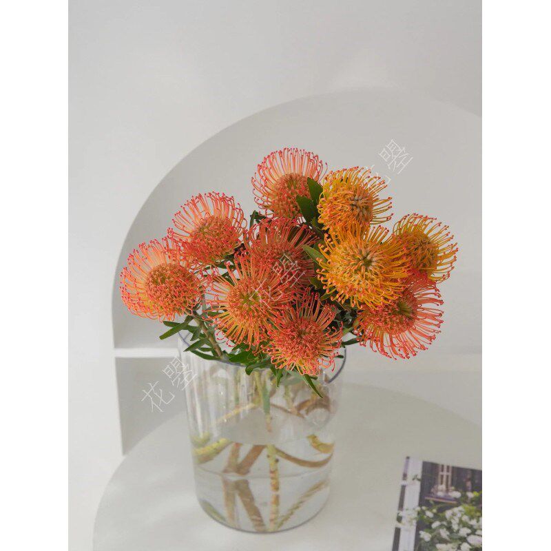 南非进口针垫花鲜花水养真花可做干花家居餐桌面瓶插花橙橘色鲜花