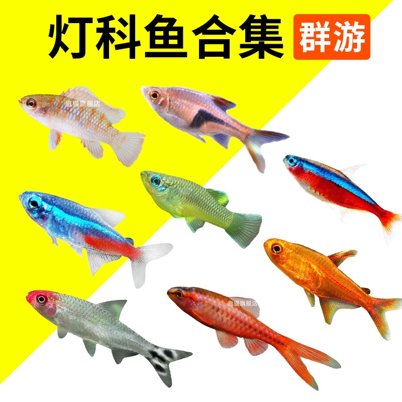 速发红绿灯鱼大号观赏鱼小型淡水好养热带鱼灯鱼草缸群游水族馆宠