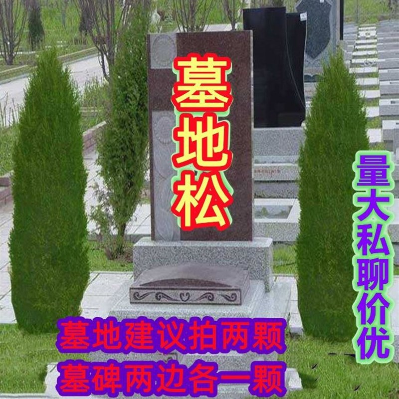 墓地松塔柏清明松树苗扫墓树苗松柏树苗扁侧柏桧柏柏树Z蜀桧宝塔