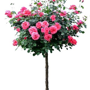 古典大花浓香四季 花苗大型别墅庭院耐寒植物 开花树形树状树桩月季