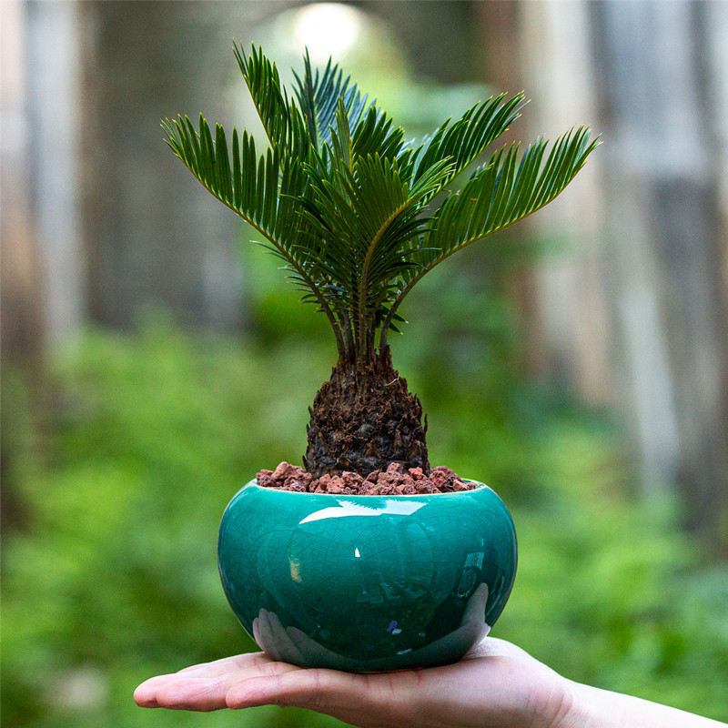 铁树盆景室内客厅阳台办公室茶几书桌面k好养植物苏铁绿植耐旱盆