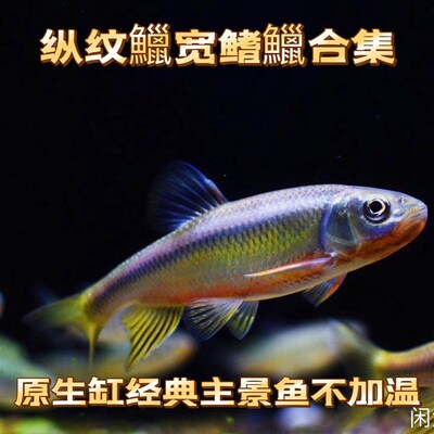 纵纹鱲冷水鱼马口观赏鱼原生鱼桃花旁皮虾虎鱼长鳍鱲北宽鳍鱲现货