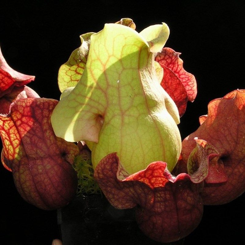 紫色瓶子草【漂亮吃虫食虫植物造景观包邮盆栽量多六点六折优惠】