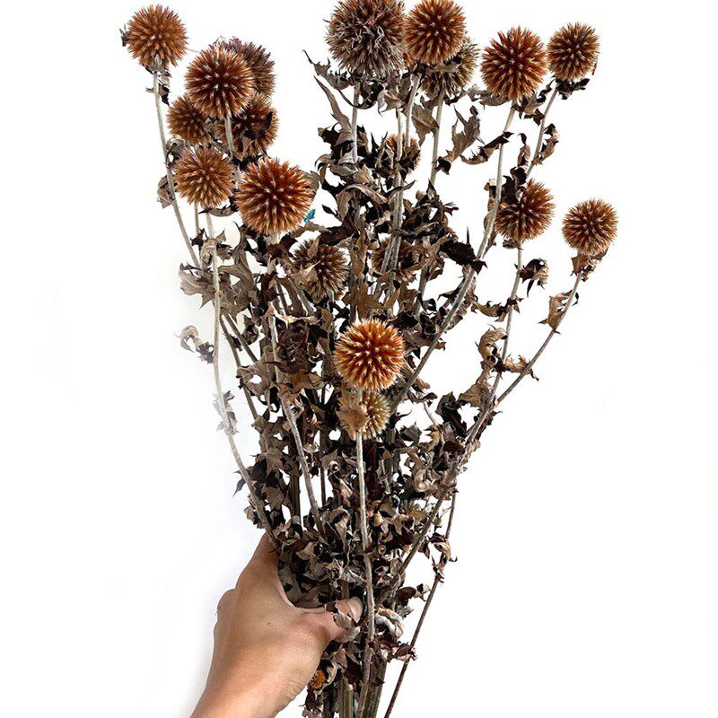 【永生花吸色蓝星n球】永生花蓝星球刺芹diy花束材料