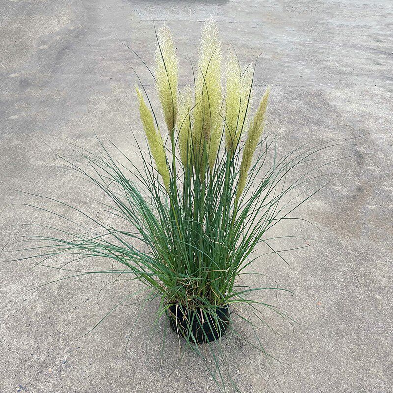 矮蒲苇苗细叶盲带花剑耐寒耐热水生花叶矮蒲苇芦苇草盆栽花镜植物