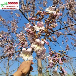 泡桐小苗兰考紫花泡桐中国梧桐树苗速生泡桐庭院别墅风景树耐寒