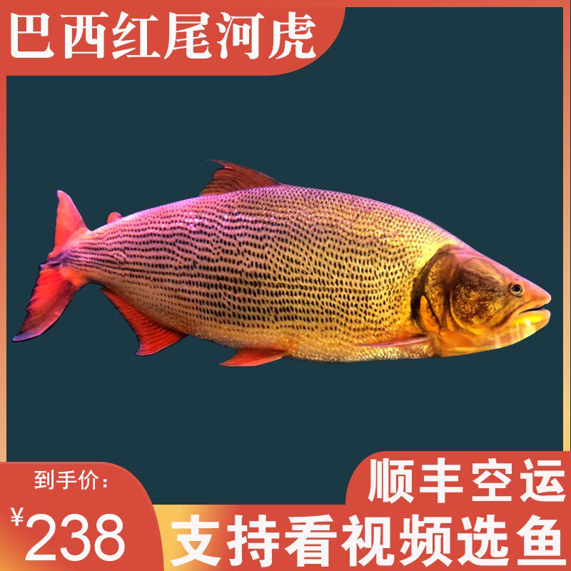 黄金河虎鱼河虎鱼巴西红尾河虎鱼龙鱼配鱼猛鱼观赏淡水鱼热带鱼