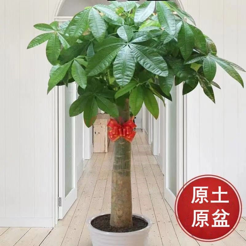 发财树客厅盆栽大盆景大型棵号办公室乔迁之喜开业送礼独杆绿植物
