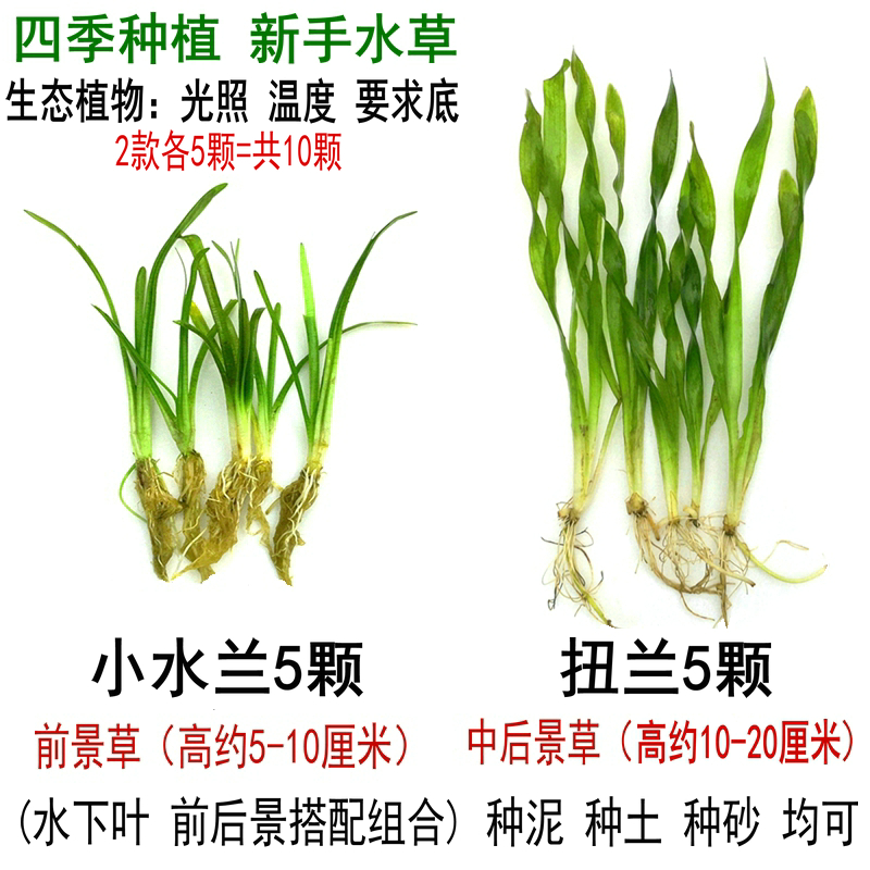 大小水兰迷你细叶纽兰苦草阴性前景D草真水草养鱼缸造景绿植物套