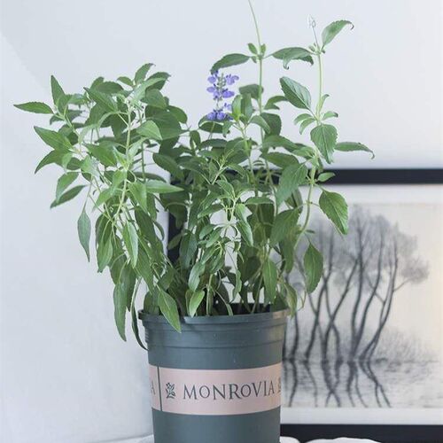 工厂销,Sage potted seedling happy blue flower meidu Yplant i
