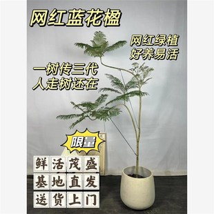 家庭绿植大客 蓝花楹盆栽大型绿植室q内外办公室阳台好养易活四季