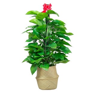 大叶绿萝大型室内绿植盆栽客厅办公室绿色植物花卉新房除甲醛成都