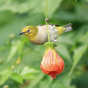阳台花园垂吊花卉木本灯笼风铃花纹瓣悬铃金铃花盆栽倒挂金钟花苗