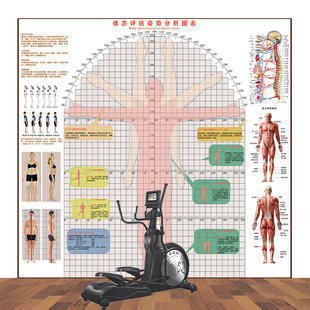 大型柔韧性臂展测量体测评估图脊柱骨姿势矫正墙健身房体态评估表