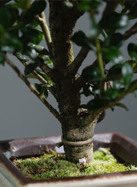绿植式悬崖冬型甲水阳台造茶室真植物青龟花卉中式摆件盆景室内临