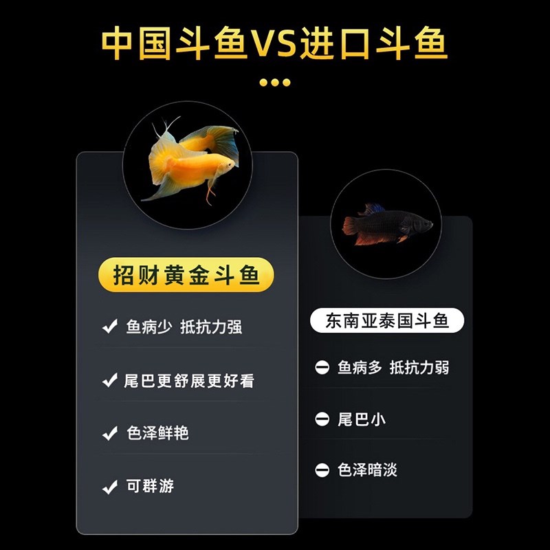 工厂销中国斗鱼招财黄金玄黄斗鱼A活体活鱼淡水冷水观赏鱼好养耐