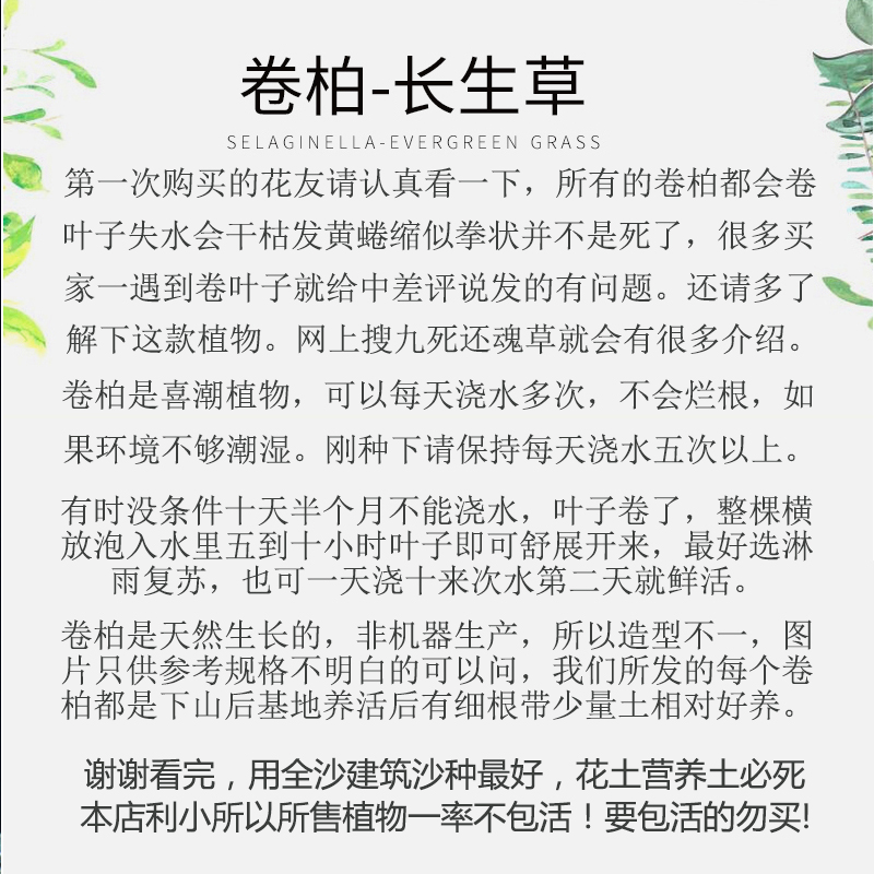 速发熟桩卷柏九死还魂草盆景假山吸水石造景绿植物花卉好养室内小