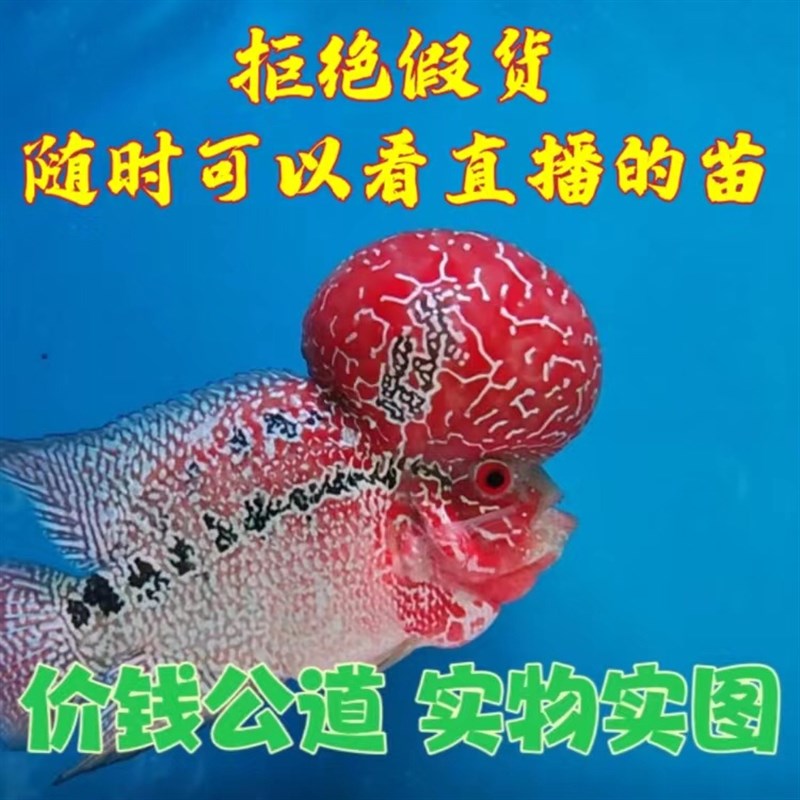 罗汉鱼泰国进口鱼苗爆头起头鸿运马金花火凤亚成观赏水头大苗幼苗