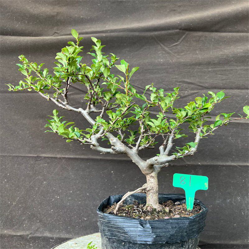 长栽冠海日棠花盆寿四季海棠花本室棠盆景海内植花卉绿盆栽