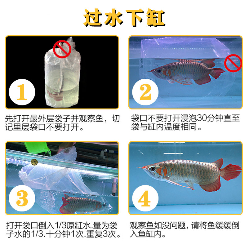 速发金龙鱼活鱼龙鱼幼苗印尼辣椒红龙鱼古典过背金龙鱼纯血红龙捡