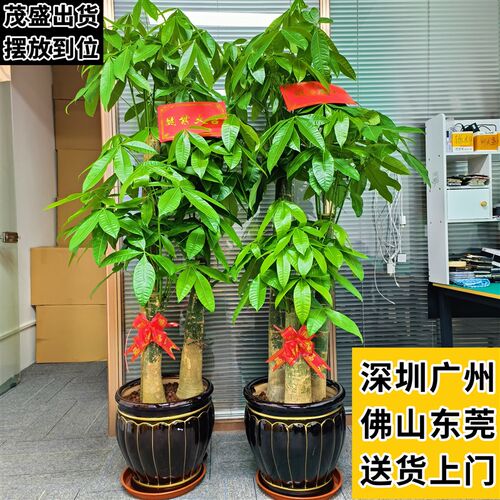 深圳发财树盆栽大室内绿植业乔迁型F送礼植开物客厅新房吸收甲醛