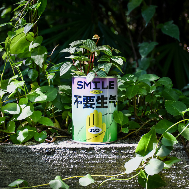 非正式植物【不要生气】白脉w椒草花办公室内桌面耐阴绿植老师礼