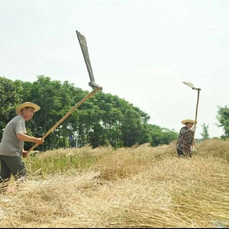 打油菜籽工具竹子打油菜籽连盖连枷农具厚老式连盖打菜籽连枷打谷