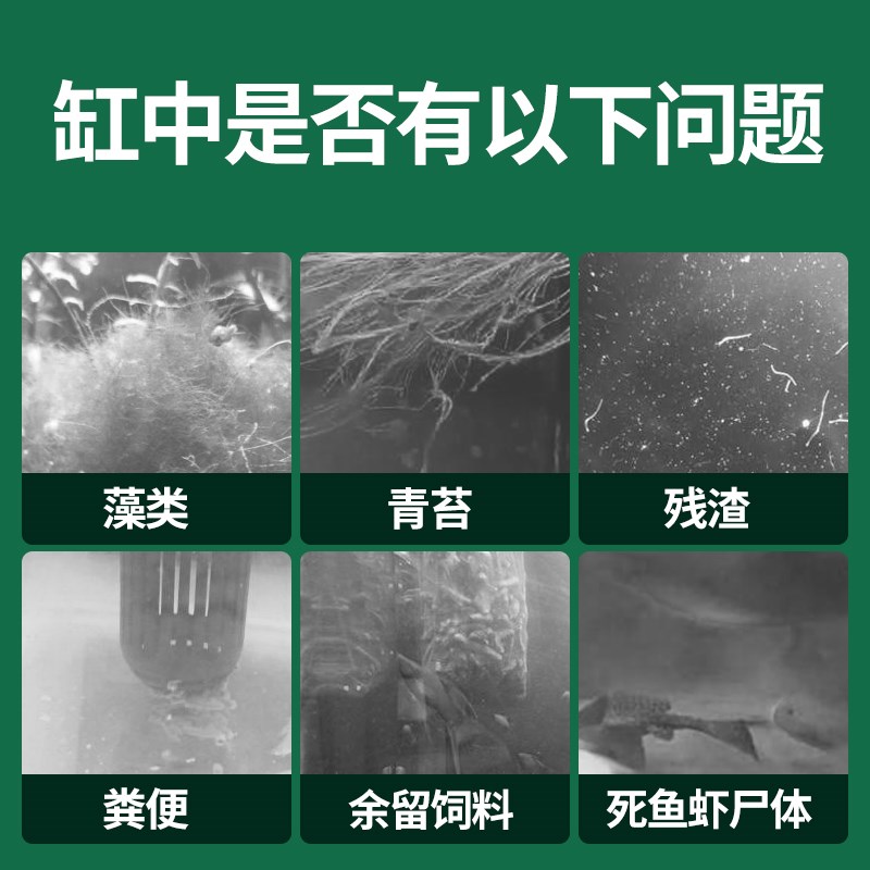 速发清道夫鱼缸清洁工金苔鼠观赏鱼耐活热带冷水吃粪便藻类工具鱼