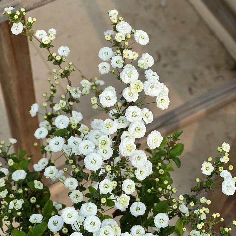 重瓣绣线菊笑靥花盆栽小手球喷雪庭院阳台花镜多年生开花机器花苗,鲜花速递/花卉仿真/绿植园艺,绣球/木绣球/木本植物,淘宝优惠券,粉丝福利购,淘宝优惠卷