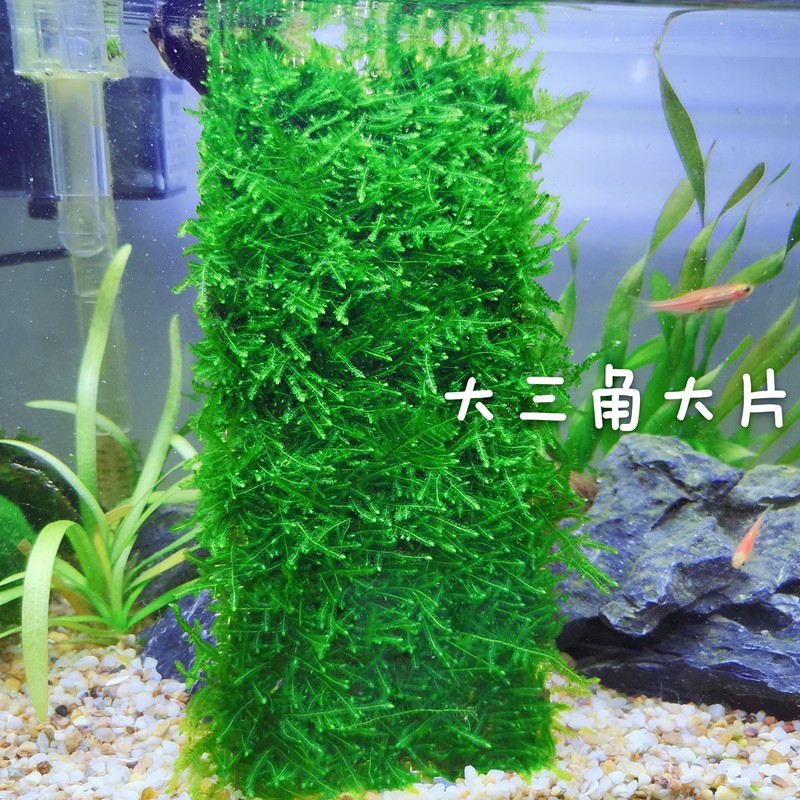 新品水草植物造景鱼缸水草性水三角莫丝火焰珊瑚松茸莫斯水族箱前