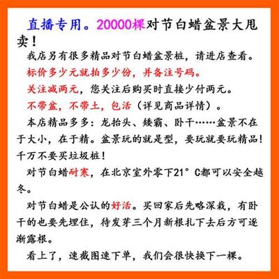 极速对节白蜡盆景对接白腊树桩盆栽矮霸小树苗子微型