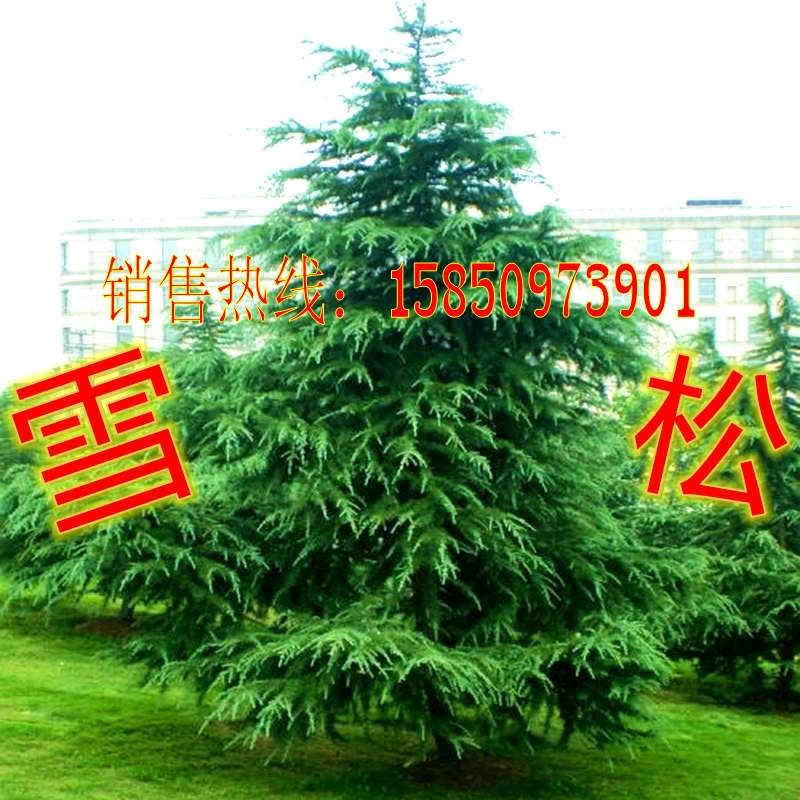 雪松树苗鲜活圣诞树庭院盆栽地栽南方北方种植黑松树苗四季常青